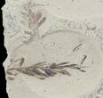 Metasequoia (Dawn Redwood) Fossil Plate- Montana #47087-1